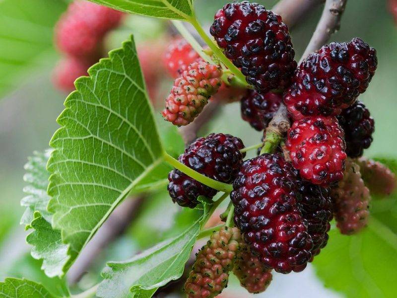 Шелковица купить саженцы из питомнике в Ливнах