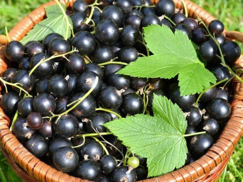 Смородина купить саженцы из питомника в Ливнах
