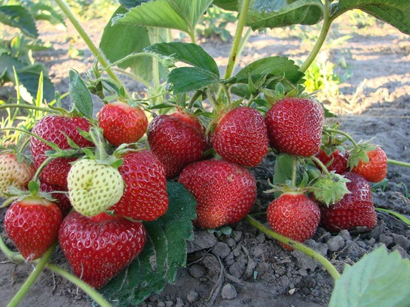 Клубника купить саженцы из питомника в Ливнах