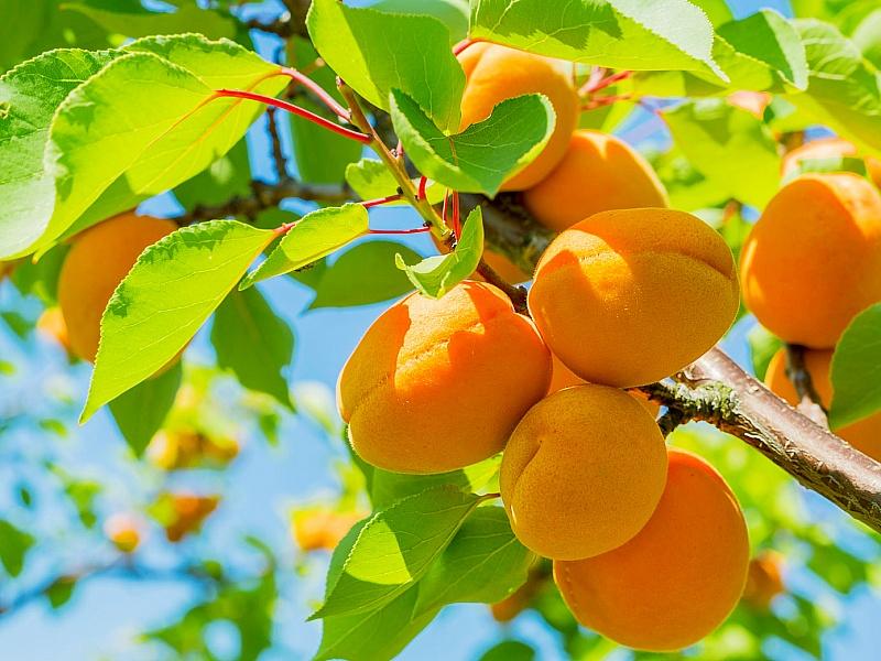 Абрикос купить саженцы из питомнике в Ливнах