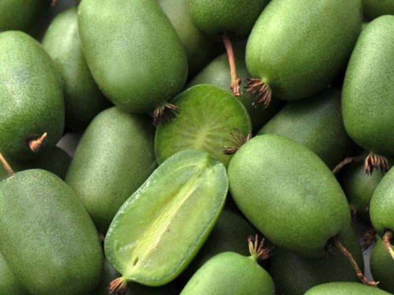 Актинидия купить саженцы из питомнике в Ливнах