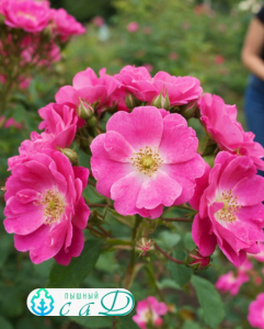 Роза "ХЕЙДЕТРАУМ"