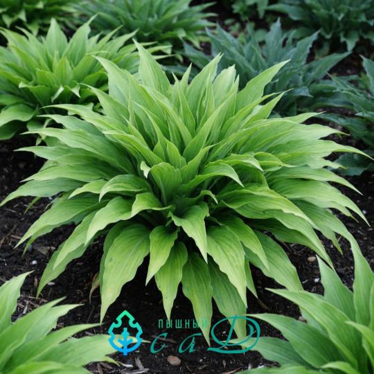 Хоста "КАРЛИ ФРАЙЗ"