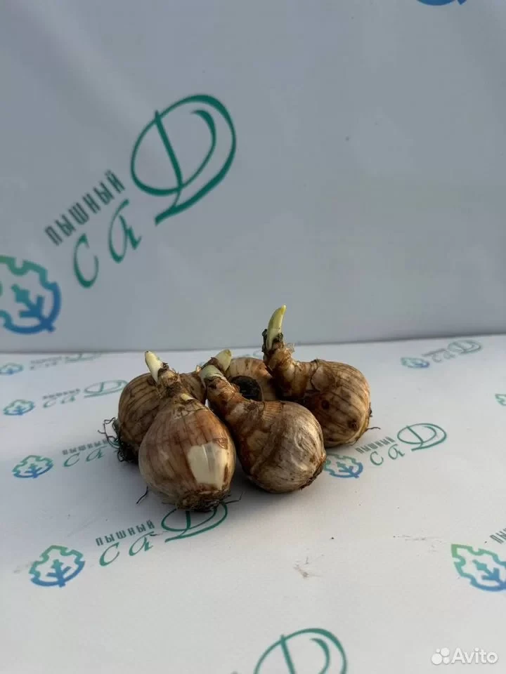 Нарцисс "ФЛАЕР" (5 штук)