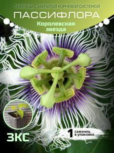 Маракуйя "Королевская звезда" ЗКС