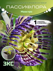 Пассифлора Маракуйя  "Маэстро" ЗКС