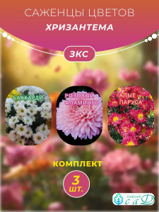 Хризантема Бакарди, Розовый Фламинго, Алые Паруса, 3 шт