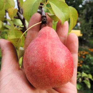 Груша "ДОЛОРЕС"