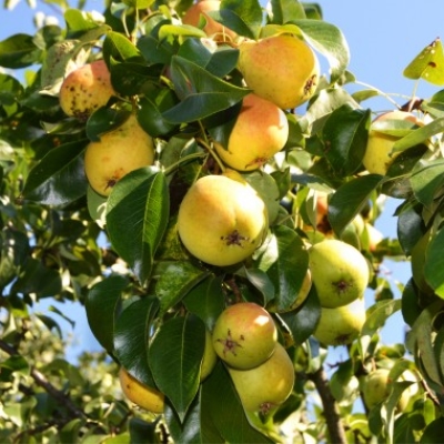 Груша "ЛАДА"