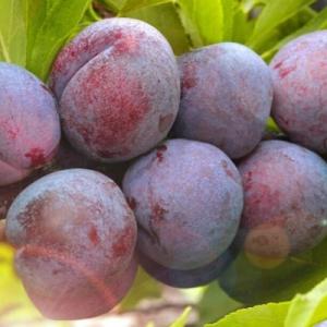 Слива "ПАМЯТИ ПУТОВА"